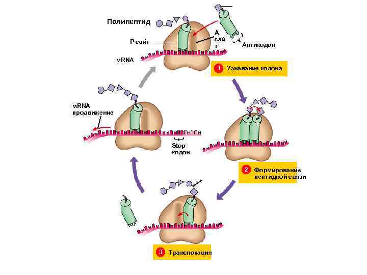 Полипептид Polypeptide A сай т P сайт Антикодон м. RNA 1 Узнавание кодона м.