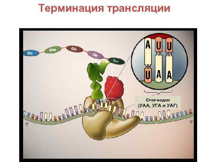 Терминация трансляции Стоп-кодон (УАА, УГА и УАГ) 