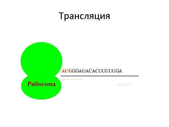 Трансляция AUGGGAUACACUUUUUGA Рибосома m. RNA 