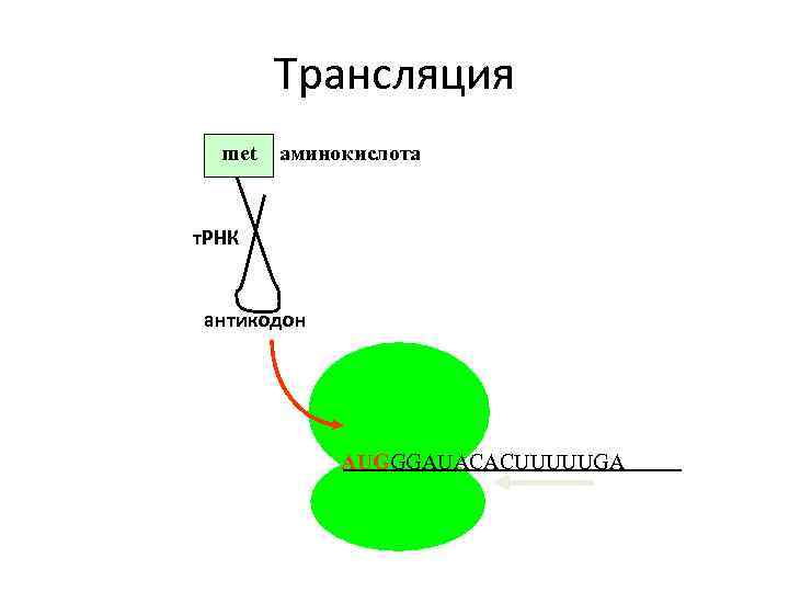 В процессе трансляции участвовало 100 молекул трнк