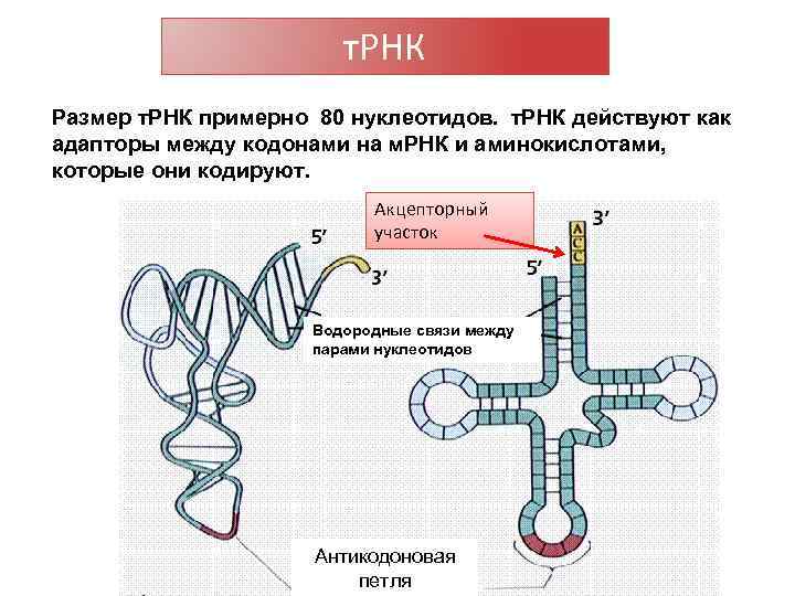 Число т рнк. Акцепторный участок ТРНК. Т РНК. Антикодоны ТРНК. Взаимодействие ТРНК С аминокислотой.