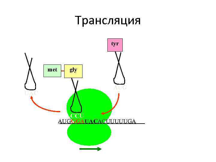 Трансляция tyr met UAC gly AUG CCU AUGGGAUACACUUUUUGA 