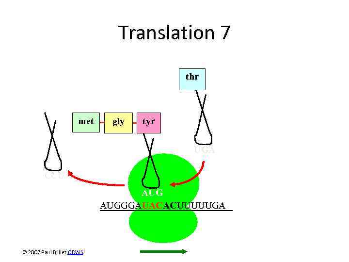 Translation 7 thr met gly tyr UGA CCU AUGGGAUACACUUUUUGA © 2007 Paul Billiet ODWS