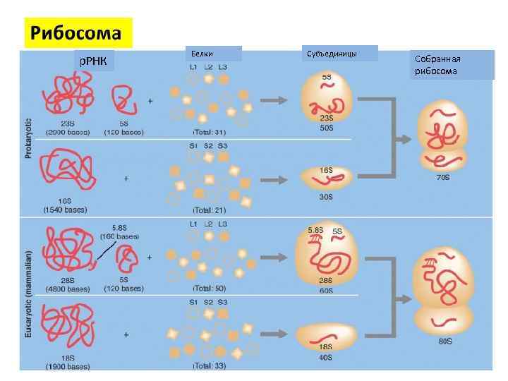 р. РНК Белки Субъединицы Собранная рибосома 