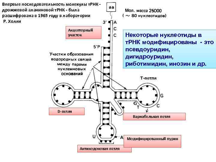 Впервые последовательность молекулы т. РНК - дрожжевой аланиновой т. РНК - была расшифрована в