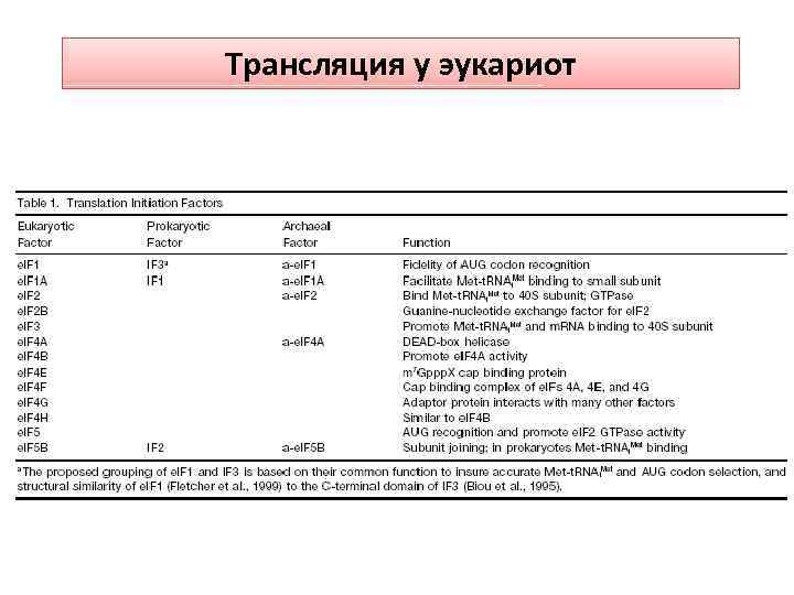 Трансляция у эукариот 