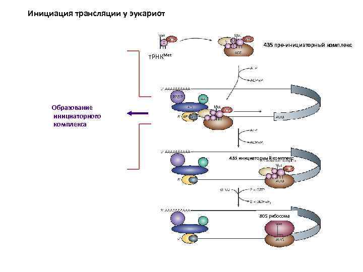 Инициация трансляции у эукариот 43 S пре-инициаторный комплекс т. РНКMet Образование инициаторного комплекса 48