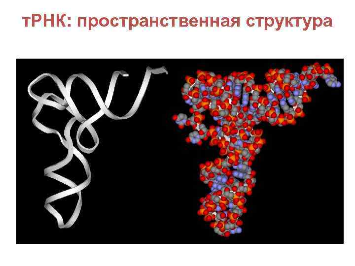 т. РНК: пространственная структура 