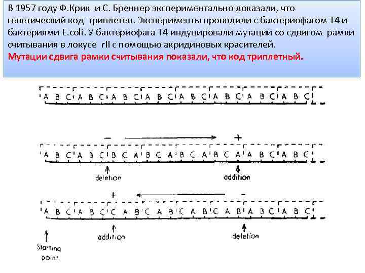 В 1957 году Ф. Крик и С. Бреннер экспериментально доказали, что генетический код триплетен.