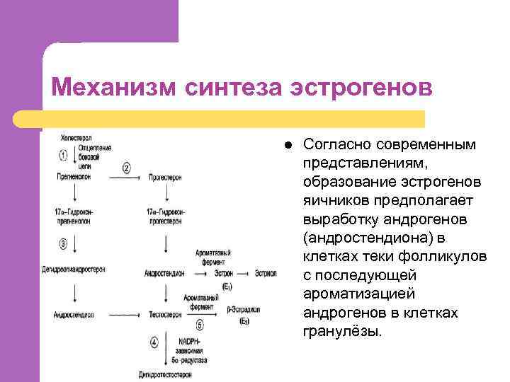 Нечувствительность к андрогенам