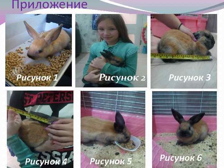 Приложение Рисунок 1 Рисунок 4 Рисунок 2 Рисунок 5 Рисунок 3 Рисунок 6 