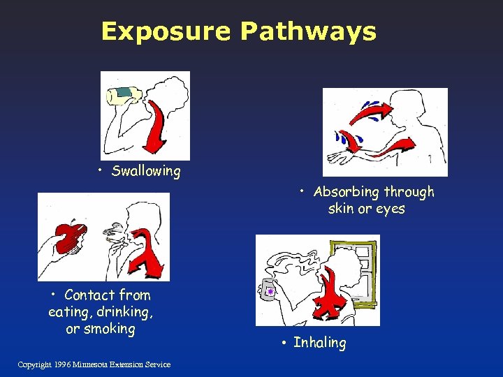 Exposure Pathways • Swallowing • Absorbing through skin or eyes • Contact from eating,