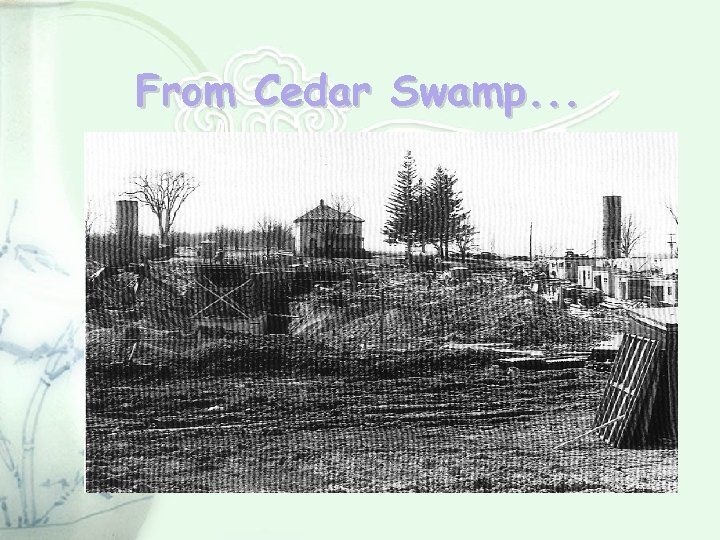 From Cedar Swamp. . . 