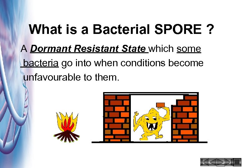 What is a Bacterial SPORE ? A Dormant Resistant State which some bacteria go