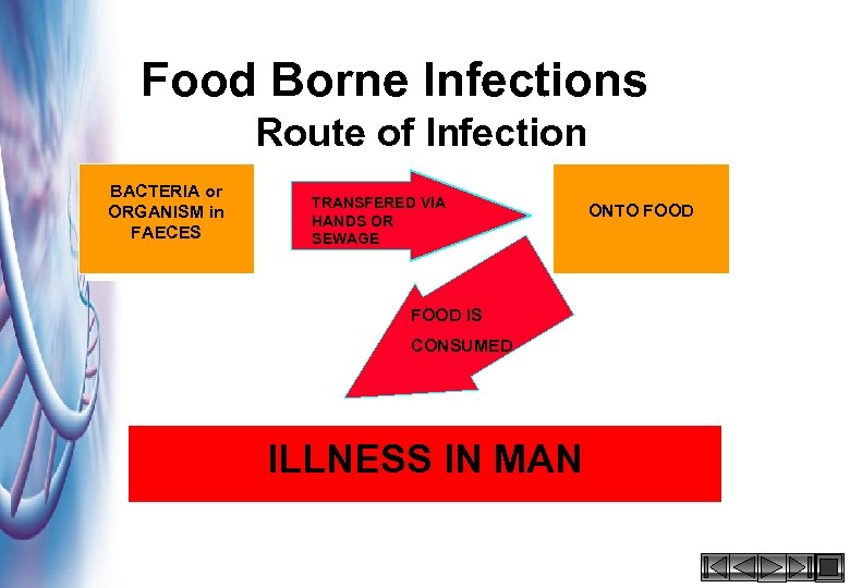 Food Borne Infections Route of Infection BACTERIA or ORGANISM in FAECES TRANSFERED VIA HANDS
