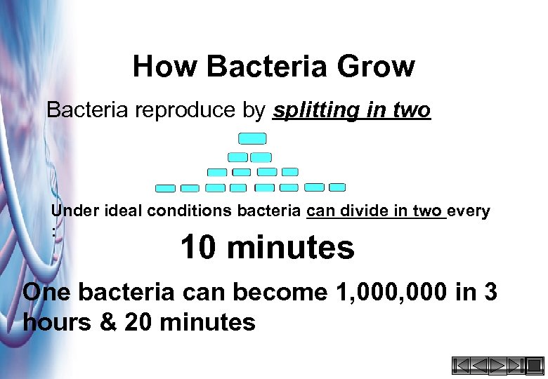 How Bacteria Grow Bacteria reproduce by splitting in two Under ideal conditions bacteria can