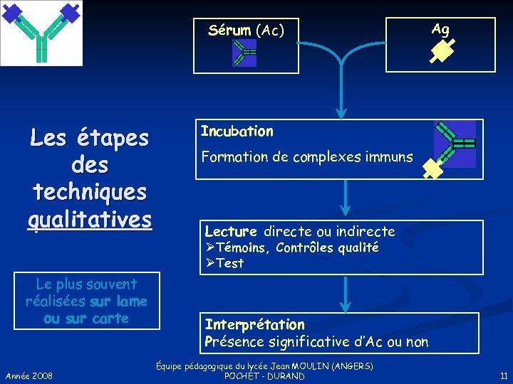 Sérum (Ac) Les étapes des techniques qualitatives Ag Incubation Formation de complexes immuns Lecture