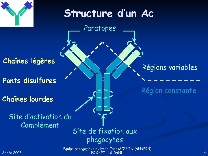 Structure d’un Ac Paratopes Chaînes légères Régions variables Ponts disulfures Région constante Chaînes lourdes