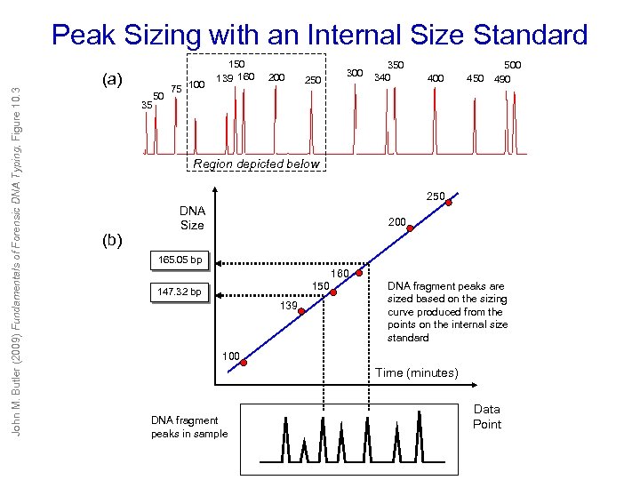 Peak Sizing with an Internal Size Standard John M. Butler (2009) Fundamentals of Forensic