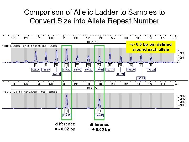 Comparison of Allelic Ladder to Samples to Convert Size into Allele Repeat Number +/-