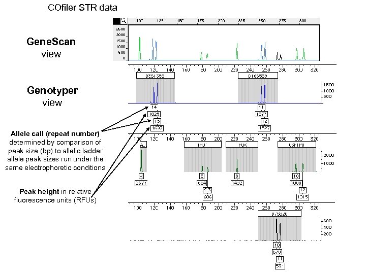 COfiler STR data Gene. Scan view Genotyper view Allele call (repeat number) determined by