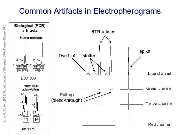 John M. Butler (2009) Fundamentals of Forensic DNA Typing, Figure 10. 5 Common Artifacts