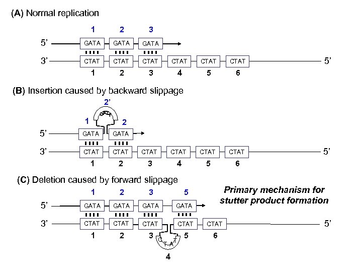 (A) Normal replication 1 2 3 5’ GATA 3’ CTAT CTAT 1 2 3