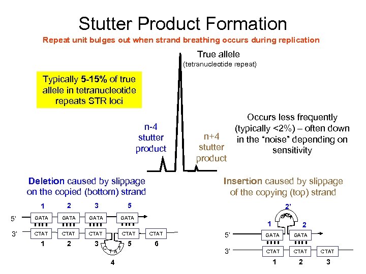 Stutter Product Formation Repeat unit bulges out when strand breathing occurs during replication True