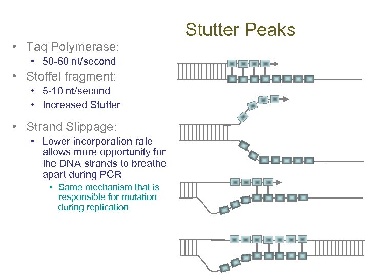  • Taq Polymerase: • 50 -60 nt/second • Stoffel fragment: • 5 -10