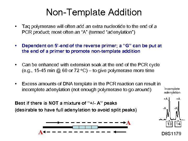 Non-Template Addition • Taq polymerase will often add an extra nucleotide to the end