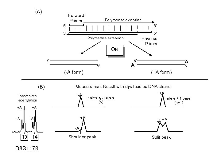 (A) Forward Primer Polymerase extension 5’ 3’ 3’ 5’ Reverse Primer Polymerase extension OR