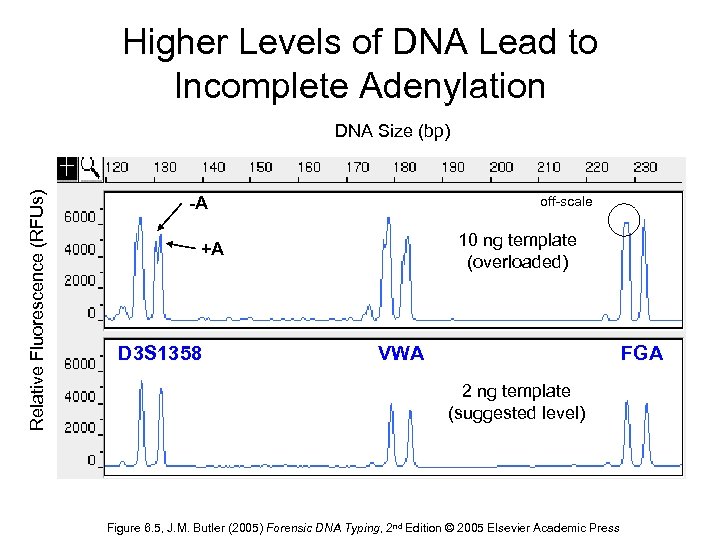 Higher Levels of DNA Lead to Incomplete Adenylation Relative Fluorescence (RFUs) DNA Size (bp)