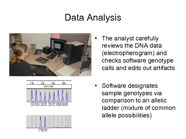 Data Analysis • The analyst carefully reviews the DNA data (electropherogram) and checks software