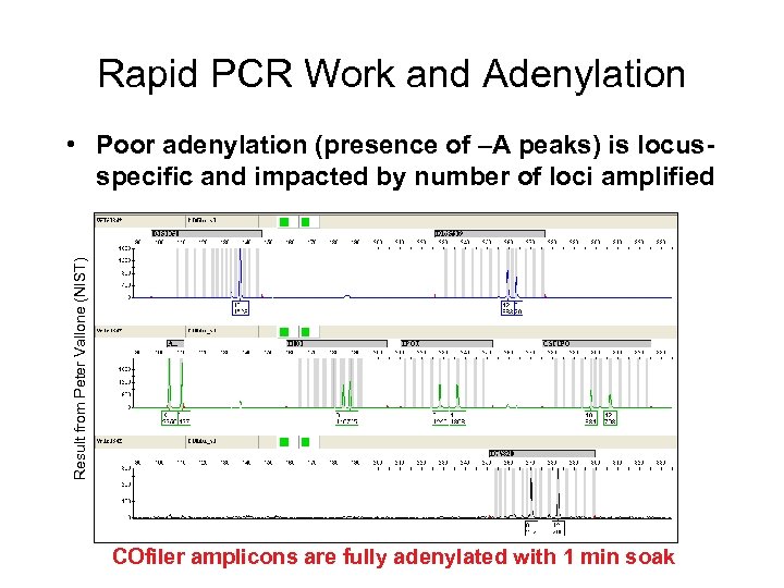 Rapid PCR Work and Adenylation Result from Peter Vallone (NIST) • Poor adenylation (presence