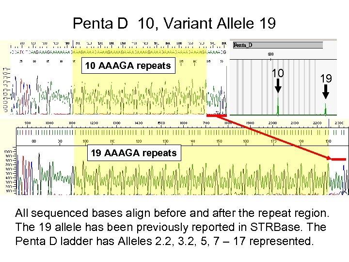 Penta D 10, Variant Allele 19 10 AAAGA repeats 10 19 19 AAAGA repeats