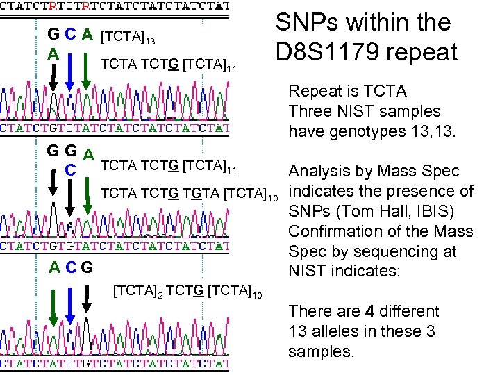 G C A [TCTA]13 A TCTG [TCTA]11 SNPs within the D 8 S 1179