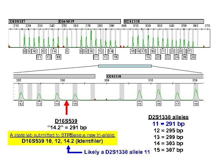 D 16 S 539 “ 14. 2” = 291 bp D 2 S 1338