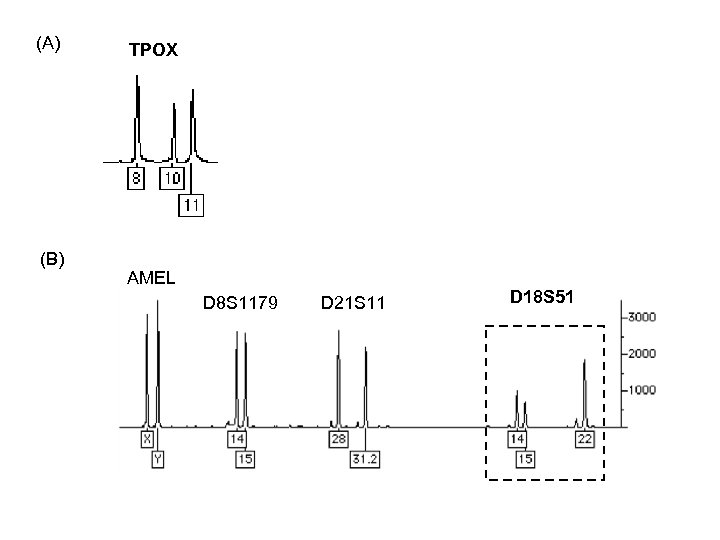 (A) (B) TPOX AMEL D 8 S 1179 D 21 S 11 D 18