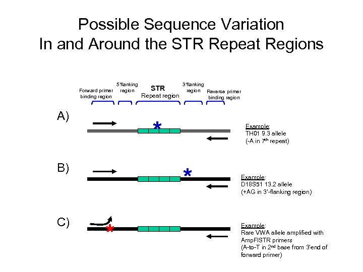 Possible Sequence Variation In and Around the STR Repeat Regions Forward primer binding region