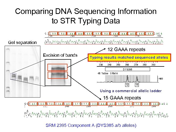 Comparing DNA Sequencing Information to STR Typing Data Gel separation 12 GAAA repeats Excision