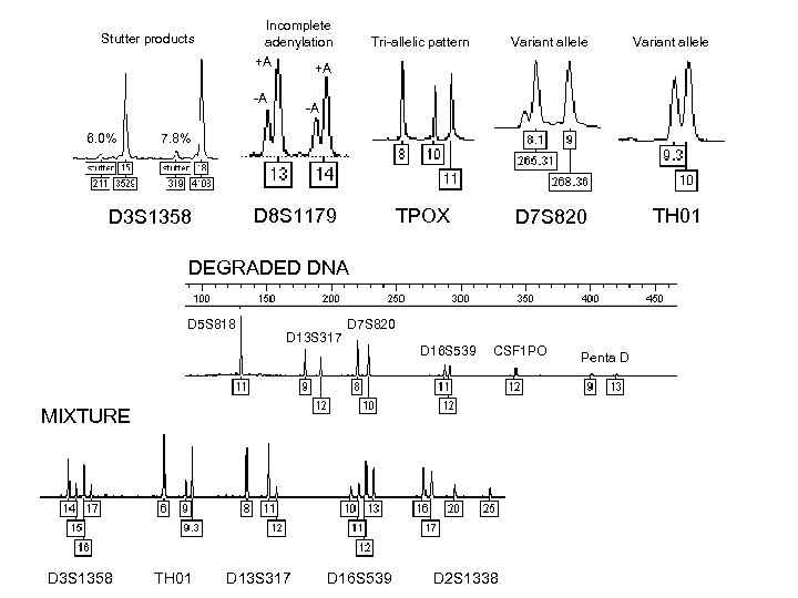 Incomplete adenylation +A +A Stutter products -A 6. 0% Tri-allelic pattern Variant allele TPOX