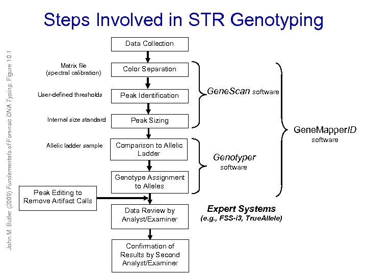 Steps Involved in STR Genotyping John M. Butler (2009) Fundamentals of Forensic DNA Typing,