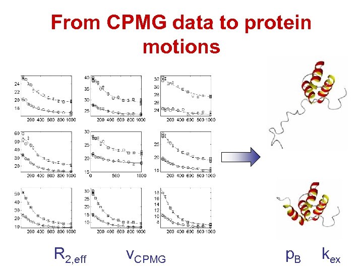 From CPMG data to protein motions R 2, eff νCPMG p. B kex 