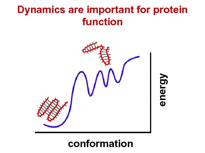 energy Dynamics are important for protein function conformation 