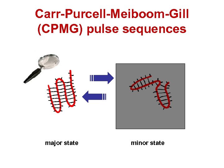 Carr-Purcell-Meiboom-Gill (CPMG) pulse sequences major state minor state 