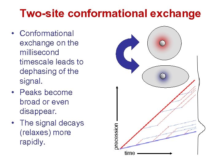  • Conformational exchange on the millisecond timescale leads to dephasing of the signal.