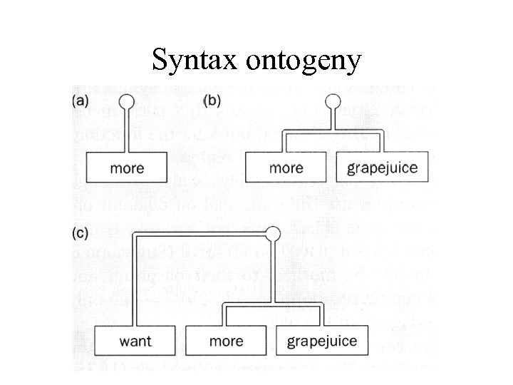 Syntax ontogeny 