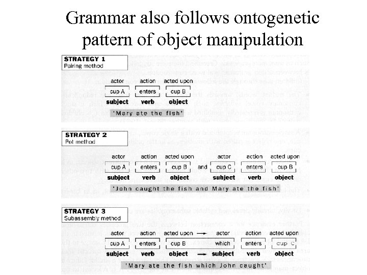 Grammar also follows ontogenetic pattern of object manipulation 
