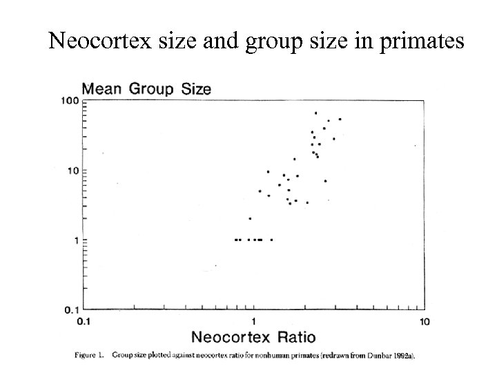 Neocortex size and group size in primates 