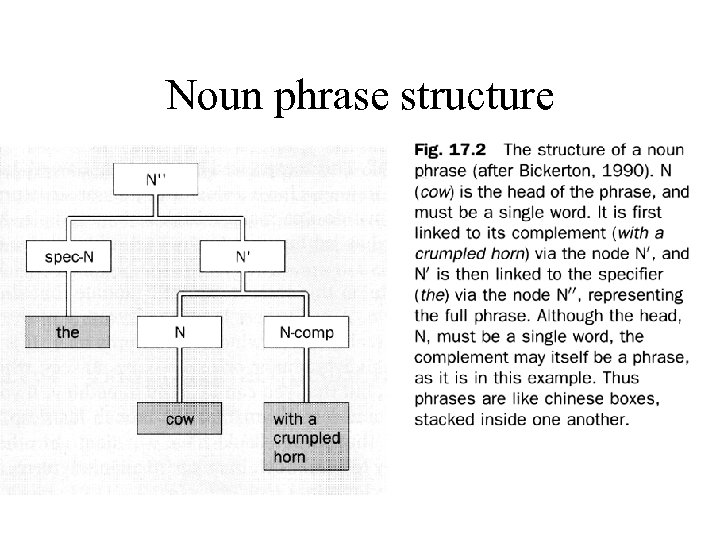Noun phrase structure 
